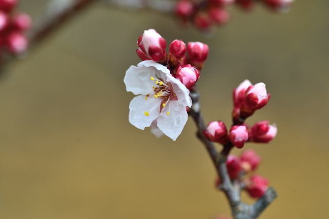 立春」から一年のスタート。「立春大吉」で厄よけのおまじない｜日々の